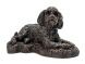 Cockapoo Hundeurne